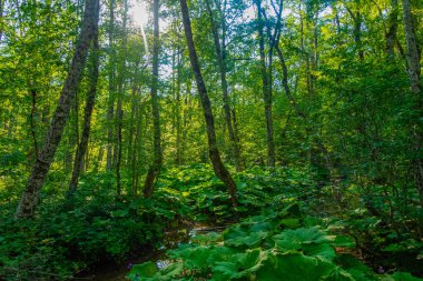 Karadağ 'daki Biogradska Gora ulusal parkı