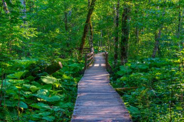 Karadağ 'daki Biogradska Gora ulusal parkında tahta kaldırım