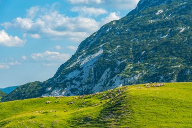 Karadağ 'ın Durmitor ulusal parkının zirveleri bir çayırın arkasında görülüyor