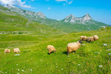 Karadağ 'daki Durmitor ulusal parkında koyun otlatılıyor