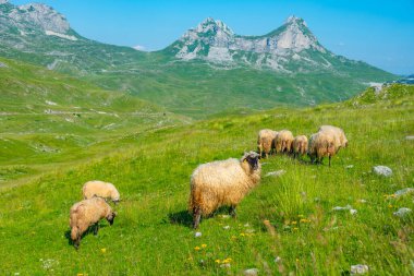 Karadağ 'daki Durmitor ulusal parkında koyun otlatılıyor