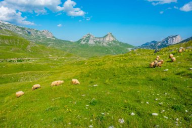 Karadağ 'daki Durmitor ulusal parkında koyun otlatılıyor