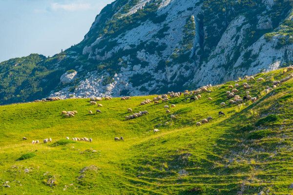 Выпас овец в национальном парке Дурмитор в Черногории