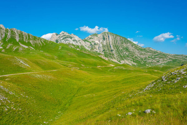 Выпас овец в национальном парке Дурмитор в Черногории