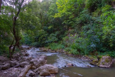 Romanya 'daki Turda Vadisi' nde yaz sabahı