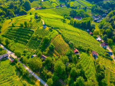 Slovenya 'nın Dolejnska bölgesindeki üzüm bağlarının hava manzarası