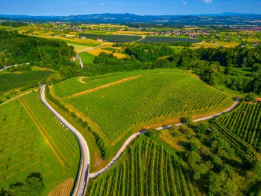Aerial view of vineyards at Dolejnska region of Slovenia clipart