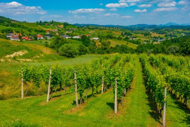 Slovenya 'nın Podcetrtek bölgesindeki üzüm bağlarının hava manzarası