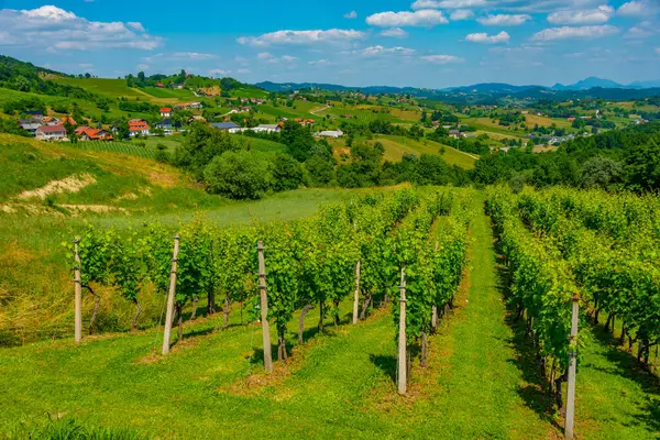 Slovenya 'nın Podcetrtek bölgesindeki üzüm bağlarının hava manzarası
