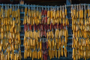 Slovenya 'daki Rogatec Açık Hava Müzesi' nde mısır standı