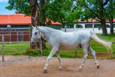 Famous Lipizzan horses in Slovenian village Lipica clipart