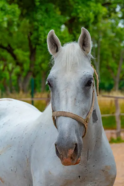 Beroemde Lipizzaanse Paarden Het Sloveense Dorp Lipica — Stockfoto