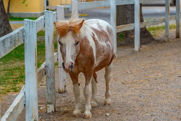 Veulen Van Lipizzaanse Paarden Het Sloveense Dorp Lipica — Stockfoto