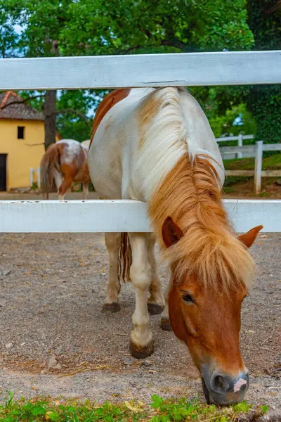 Potro Cavalos Lipizzan Aldeia Eslovena Lipica — Fotografia de Stock