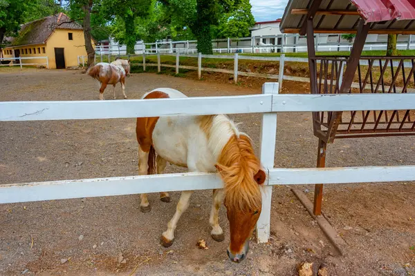 Veulen Van Lipizzaanse Paarden Het Sloveense Dorp Lipica — Stockfoto