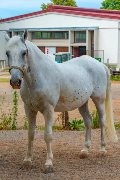 Famous Lipizzan Horses Slovenian Village Lipica — Stock Photo, Image