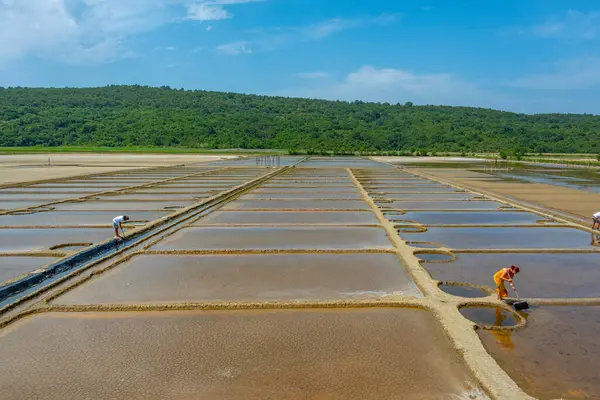 Piran, Slovenya, 23 Haziran 2023: Slovenya 'daki Secovje Saltpans Doğa Parkı