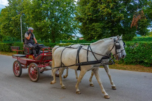Predjama Słowenia Czerwca 2023 Słynne Konie Lipijskie Słoweńskiej Wiosce Lipica — Zdjęcie stockowe