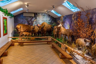 Pszczyna, Polonya, 1 Nisan 2024: Polonya Pszczyna, Poland.IMAGE 'deki Bison tapınağının içi