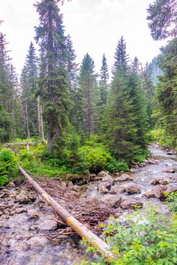 Slovakya 'daki High Tatras Ulusal Parkı' nda yürüyüş parkı.