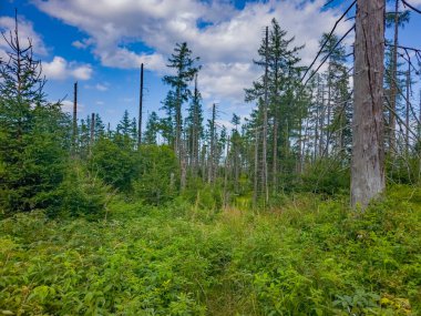Slovakya 'daki Tatranska Lomnica' da yürüyüş yolu.