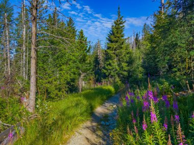Slovakya 'daki High Tatras Ulusal Parkı' nda renkli çiçekler.