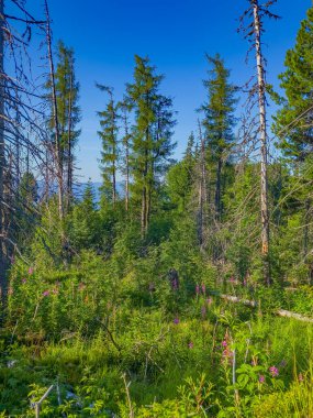 Slovakya 'daki High Tatras Ulusal Parkı' nda renkli çiçekler.