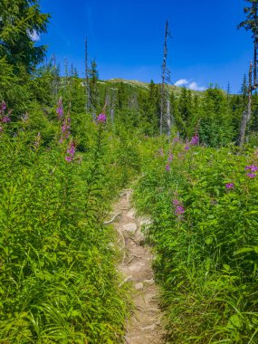 Slovakya 'daki High Tatras Ulusal Parkı' nda renkli çiçekler.