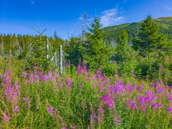 Slovakya 'daki High Tatras Ulusal Parkı' nda renkli çiçekler.
