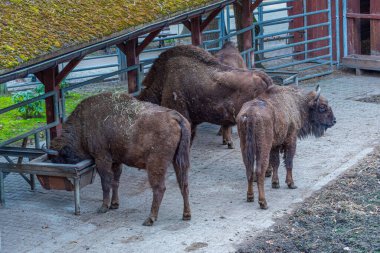 Polonyalı Pszczyna, Poland.IMAGE kasabasındaki Bison tapınağında bizonlar.
