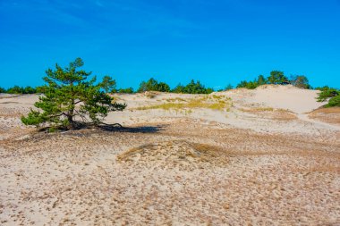 Poland.IMAGE 'deki Slowinski Ulusal Parkı' nda kum tepesi