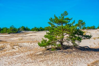 Poland.IMAGE 'deki Slowinski Ulusal Parkı' nda kum tepesi