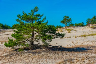 Poland.IMAGE 'deki Slowinski Ulusal Parkı' nda kum tepesi