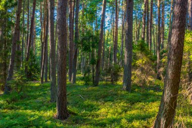 Poland.IMAGE 'deki Slowinski Ulusal Parkı' nda orman