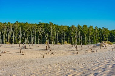 Poland.IMAGE 'deki Slowinski Ulusal Parkı' nda kum tepesi