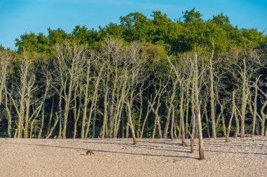 Poland.IMAGE 'deki Slowinski Ulusal Parkı' nda kum tepesi