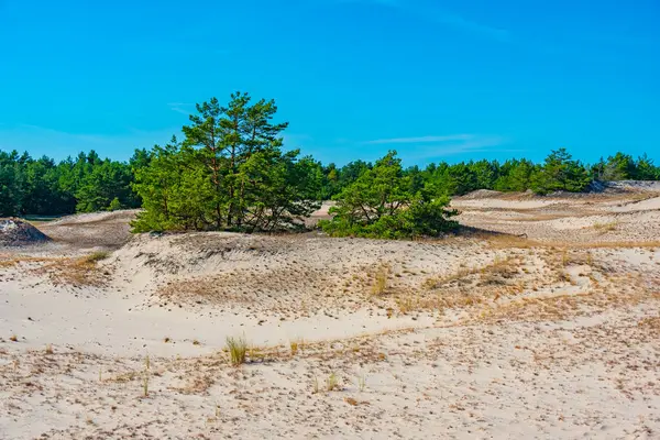 Poland.IMAGE 'deki Slowinski Ulusal Parkı' nda kum tepesi