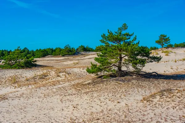 Poland.IMAGE 'deki Slowinski Ulusal Parkı' nda kum tepesi
