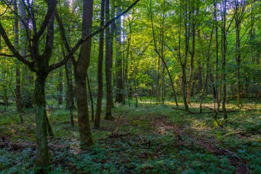 Bialowieza Ulusal Parkı 'nın en üst düzey sınırlamaları Poland.IMAGE