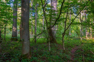 Bialowieza Ulusal Parkı 'nın en üst düzey sınırlamaları Poland.IMAGE