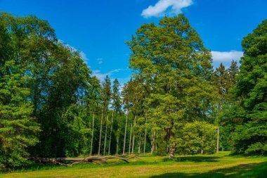 Çek Cumhuriyeti 'ndeki Konopsite saray parkı. Görüntü