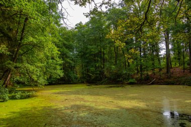 Çek Cumhuriyeti 'ndeki Kynzvart Sarayı' nda bir göl.