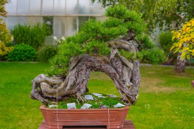 Poland.IMAGE 'deki Ksiaz Kalesi' nin Palm House 'u.