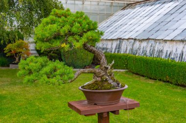 Poland.IMAGE 'deki Ksiaz Kalesi' nin Palm House 'u.