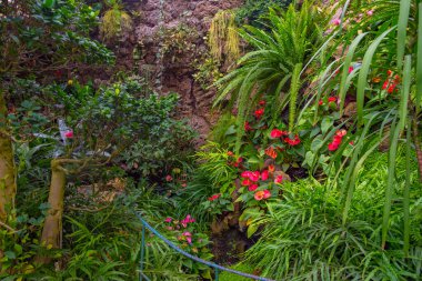 Poland.IMAGE 'deki Ksiaz Kalesi' nin Palm House 'u.