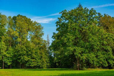 Poland.IMAGE 'deki Bialowieza Ulusal Parkı' ndaki Meadow