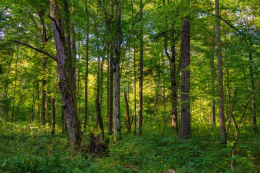 Bialowieza Ulusal Parkı 'nın en üst düzey sınırlamaları Poland.IMAGE