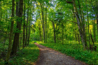 Bialowieza Ulusal Parkı 'nın en üst düzey sınırlamaları Poland.IMAGE