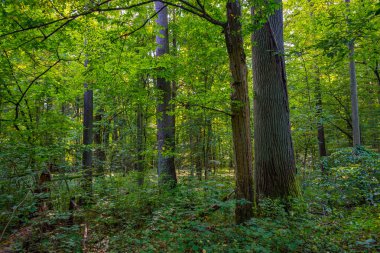 Bialowieza Ulusal Parkı 'nın en üst düzey sınırlamaları Poland.IMAGE