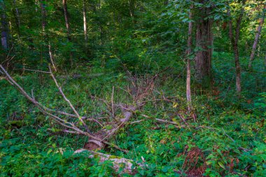 Bialowieza Ulusal Parkı 'nın en üst düzey sınırlamaları Poland.IMAGE